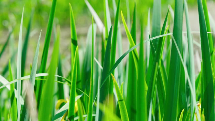 Common sweet flag (Acorus calamus) is a perennial marsh plant with tall, narrow, bright green leaves that gracefully sway in the wind. It grows in swamps and along the edges of water bodies.