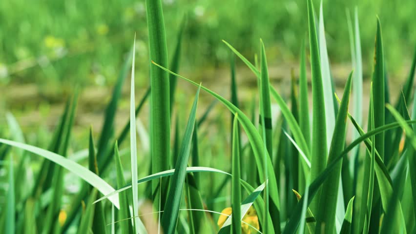 Common sweet flag (Acorus calamus) is a perennial marsh plant with tall, narrow, bright green leaves that gracefully sway in the wind. It grows in swamps and along the edges of water bodies.