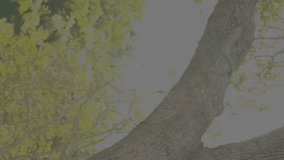 Animation of heart icons over happy diverse group of friends with dog in park. Spending time together and digital interface concept digitally generated video. - Powered by Shutterstock - Get 15% off with code: PIKWIZARD15