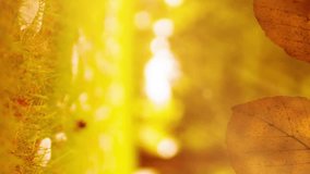 Animation of frame of autumn leaves over autumn nature background. autumn, fall, season, nature, pattern and colour concept digitally generated video. - Powered by Shutterstock - Get 15% off with code: PIKWIZARD15