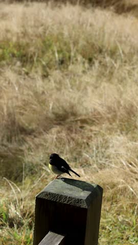 A South Island tomtit stands alert on a wooden post, surrounded by sunlit dry grass. Static camera, natural daylight, shallow depth of field