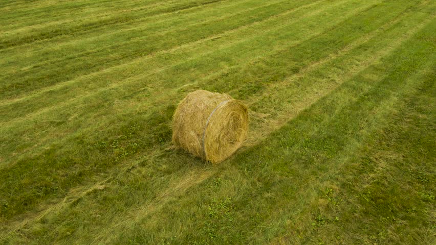 Aerial drone footage focused on a single hay bale roll made out of silage wheat hay and video is flying further from it revealing a large farm land with many hay bale rolls around it. Summer day time.
