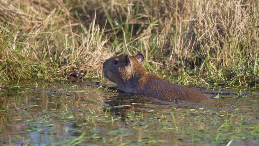Capybara emerges from wetland reeds, swimming quietly into shallow water with reflection walking out of mud onto tall grass, slow motion