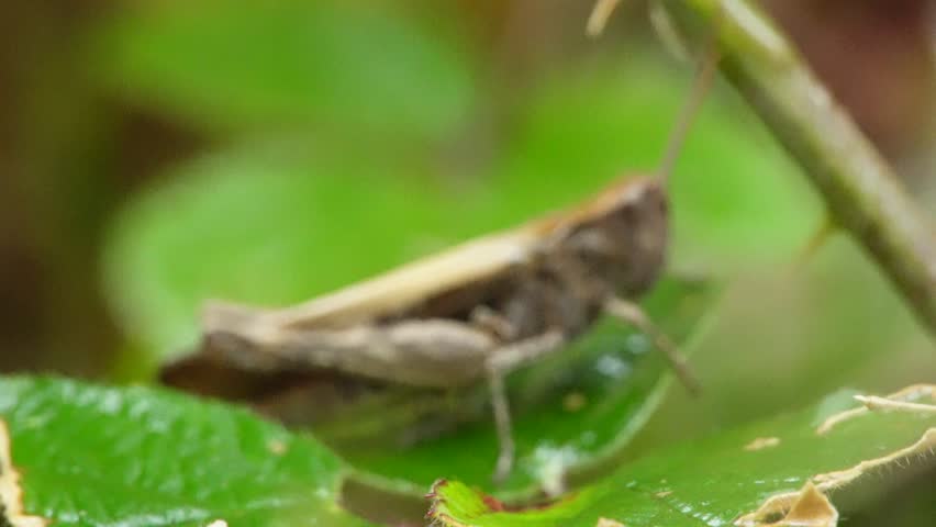 Title: Grasshopper in Still Green

