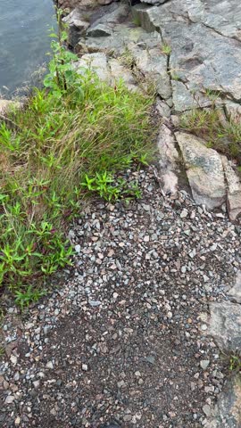 Calm ocean water laps against seaweed-covered rocks along the foggy coastline of Acadia National Park, Maine, offering a peaceful, immersive nature scene.