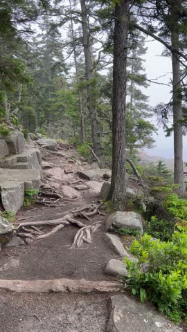 A foggy shoreline in Acadia National Park, Maine, reveals tide-exposed rocks and seaweed with a distant pine tree forest. Peaceful, misty coastal atmosphere.