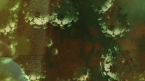 Animation of macro Covid-19 cells floating over Caucasian hands holding a book. Coronavirus Covid-19 pandemic concept digital composite - Powered by Shutterstock - Get 15% off with code: PIKWIZARD15