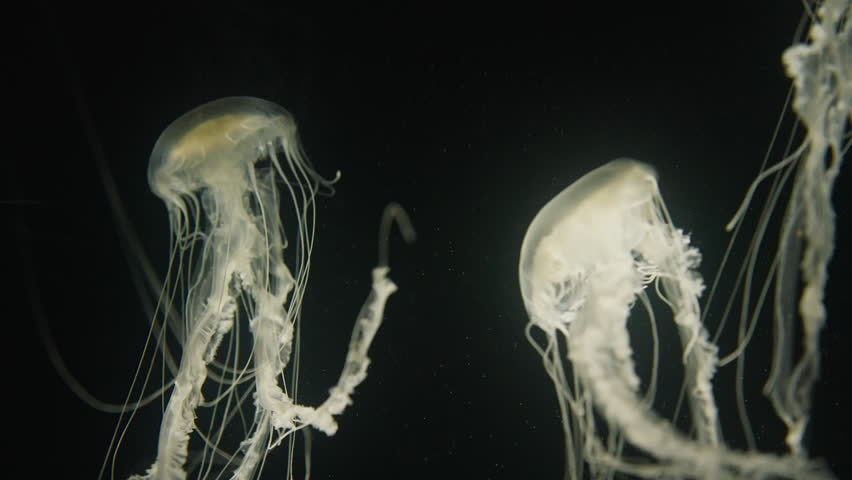 Amazing underwater world with its diversity and variety