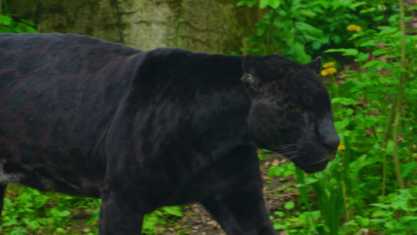 Black panther in green jungle foliage during in a tropical forest