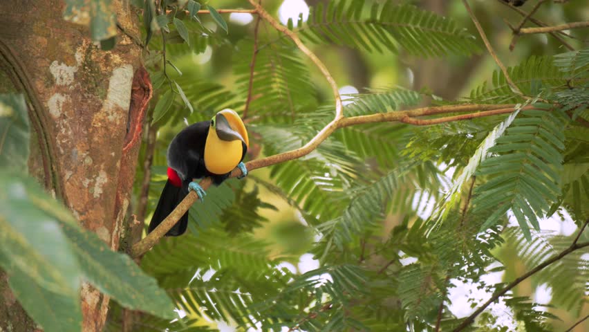 Toucan building a nest in a tree in Costa Rica