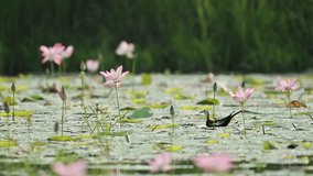 Pheasant-tailed Jacana feeds gently among blooming pink lily flowers, beautifully backlit by natural morning light - Powered by Shutterstock - Get 15% off with code: PIKWIZARD15