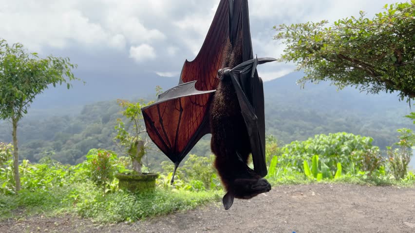 Flying Fox Bat Hanging Upside Down in Tropical Bali Jungle (wide shot)