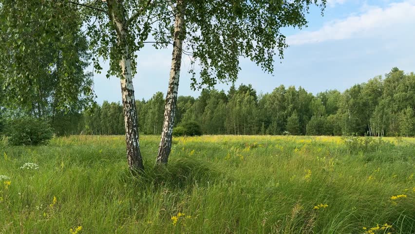 Beautiful 4K video footage of two birch trees with white bark standing in a lush summer meadow filled with tall green grass and yellow wildflowers. A dense forest is in the background.