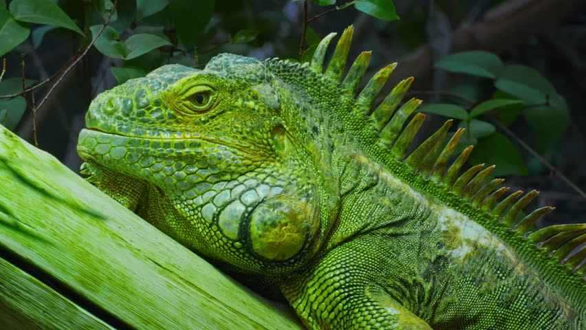 Green iguana, large arboreal herbivorous lizard species. Iguana on the tree branch. Closeup