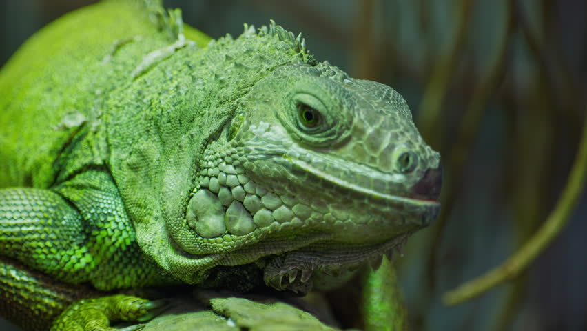 Green iguana, large arboreal herbivorous lizard species. Iguana on the tree branch. Closeup