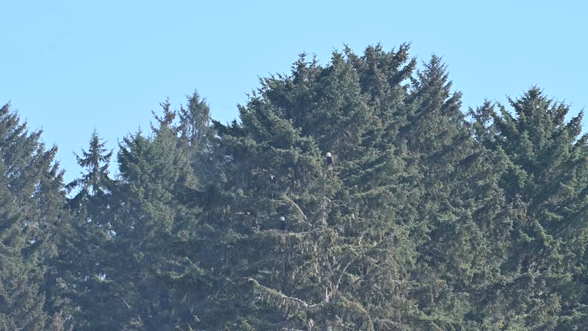 Aerial footage of evergreen trees and dense conifer canopy in Olympic National Park, Washington, with towering firs and spruce trees rising towards a clear blue sky.