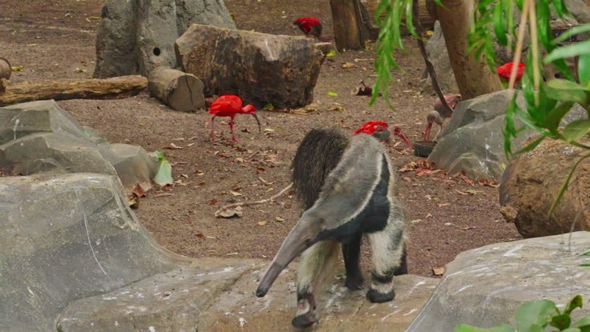 Ant eater drinks water in a pond