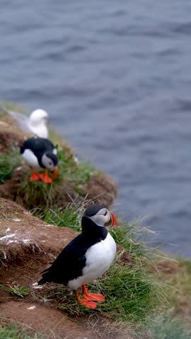 Colorful puffins navigate the rugged cliffs of Borgarfjordur, Iceland, showcasing their playful antics against the backdrop of a serene ocean.