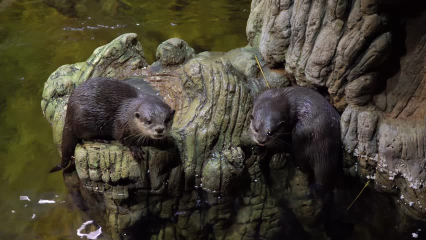 A close-up of two lovely otters cleaning each other