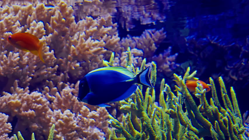 Brightly colored exotic fish swim between corals on the seabed