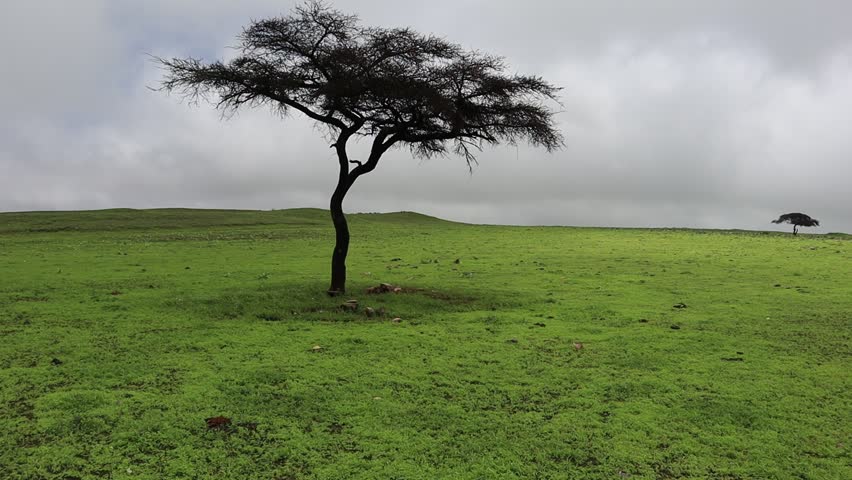 An aerial view of a solitary Acacia tree standing in a lush green field under cloudy skies in Salalah, Oman during the monsoon-rich Khareef season