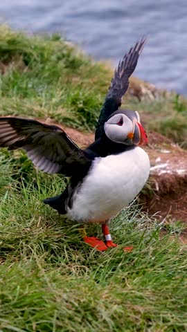 Colorful puffins can be seen among the grassy cliffs of Borgarfjordur, Iceland, flapping their wings and exploring their coastal habitat.