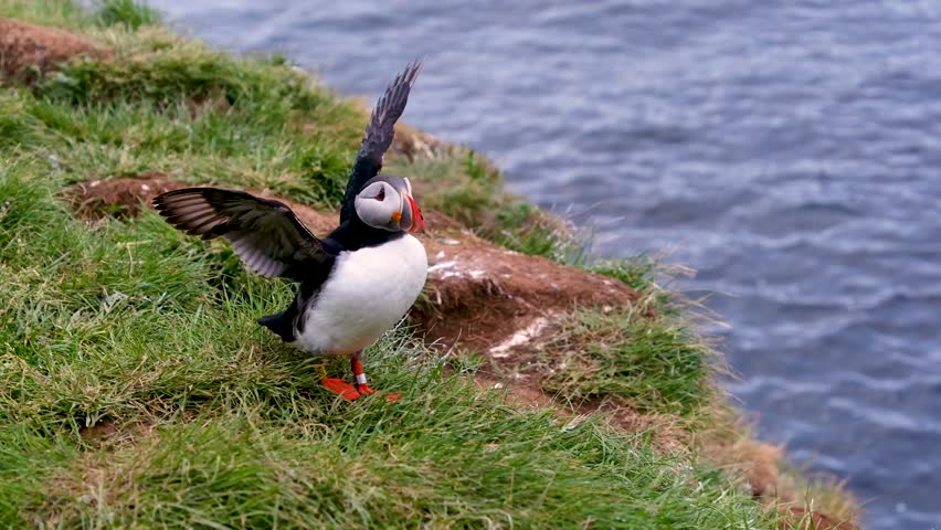 An Atlantic puffin pauses before flight, poised on a grassy cliff overlooking the North Atlantic Ocean in Borgarfjordur, Iceland, during the summer season.