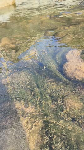 THE STREAM NEVER SLEEPS, FLOWING WATER, EMERALD ALGAE LIKE A SONG
