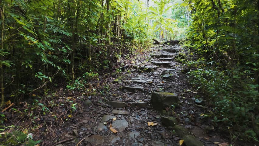 A scenic view of a forest trail, which is a path or route through a natural area, often used for hiking