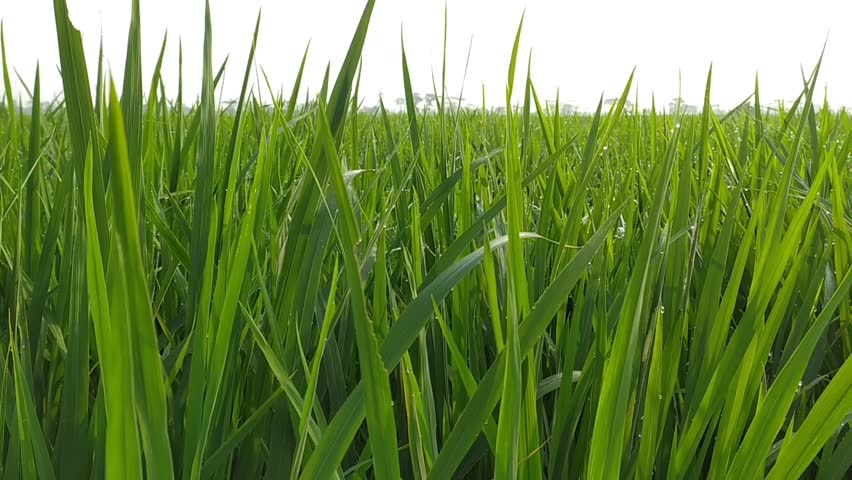 The green rice plants were blown by the wind.