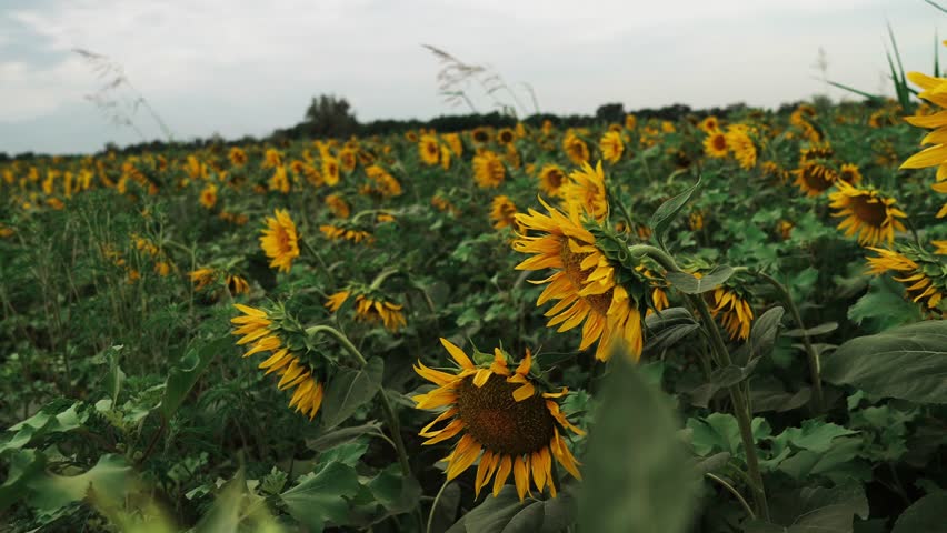 Vibrant sunflower field swaying in the summer breeze under a clear blue sky. Ideal for nature, travel, and seasonal projects. Slow motion