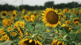 Vibrant sunflower field swaying in the summer breeze under a clear blue sky. Ideal for nature, travel, and seasonal projects. Slow motion - Powered by Shutterstock - Get 15% off with code: PIKWIZARD15