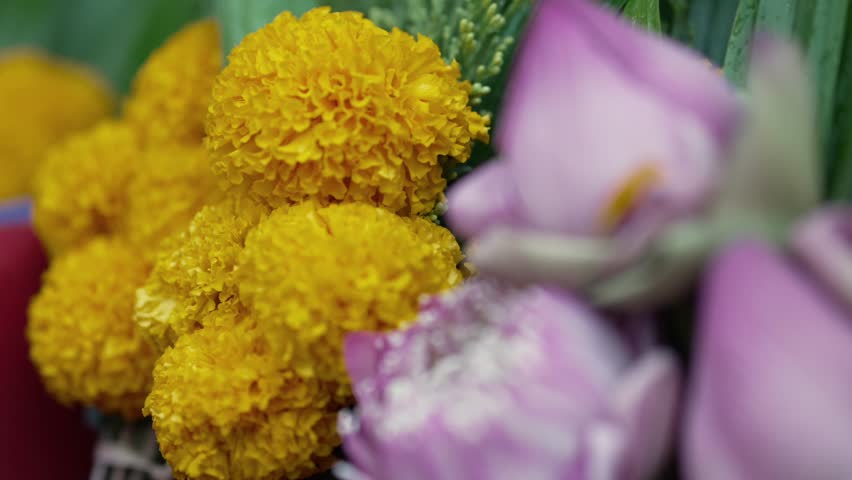 Fresh beautiful blooming and budding pink lotus flower, handmade petals fold and marigold with pandan green leaves background selling in morning market, Thailand