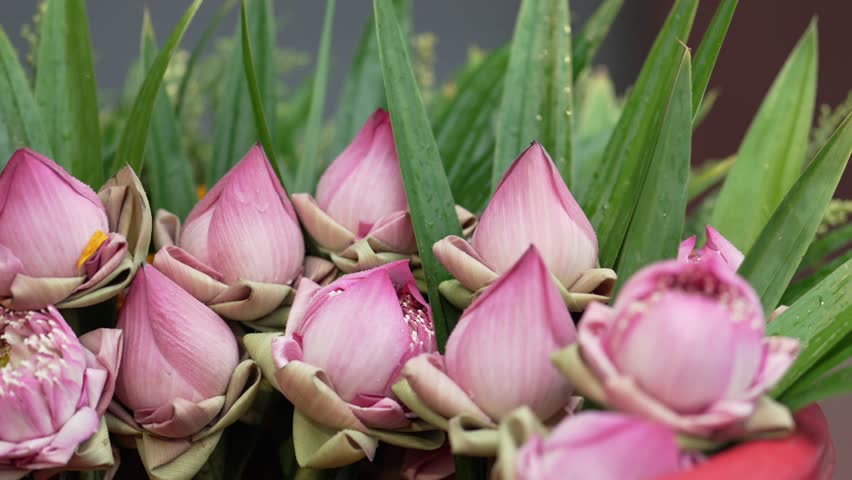 Fresh beautiful blooming and budding pink and white lotus flower, handmade petals fold, with pandan green leaves background selling in morning market, Thailand