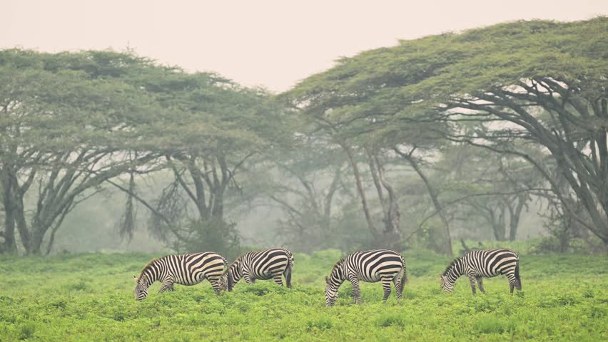 Zebra and Serengeti Landscape Scenery in a Forest of Trees on a Beautiful Misty Morning with Atmospheric Mist and Foggy Fog, Herd of Zebras in Africa in Tanzania Migrating during Great Migration
