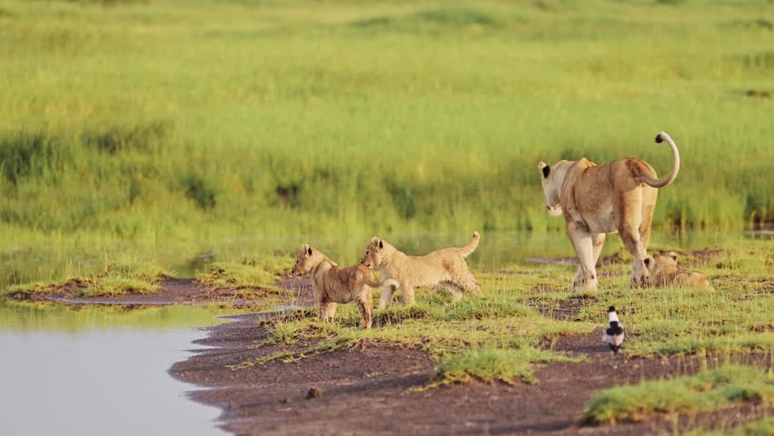 Lions and Lion Cubs Walking by River in Serengeti National Park in Tanzania in Africa, Lioness and Pride of Lions in Marshes Scenery, Wide Angle of Beautiful Marsh Landscape and Marshland