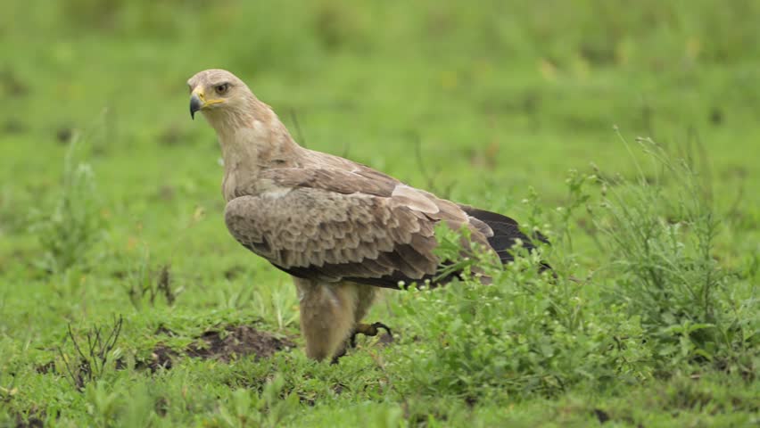 Tawny Eagle African Birds of Prey in Serengeti National Park in Tanzania in Africa, Close Up of Walking on Green Grass of African Bird on African Wildlife Safari Animals Game Drive