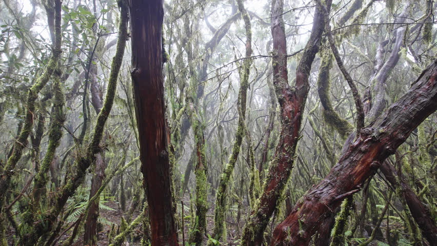 Foggy forest in Parque Rural de Anaga with tall trees and lush greenery