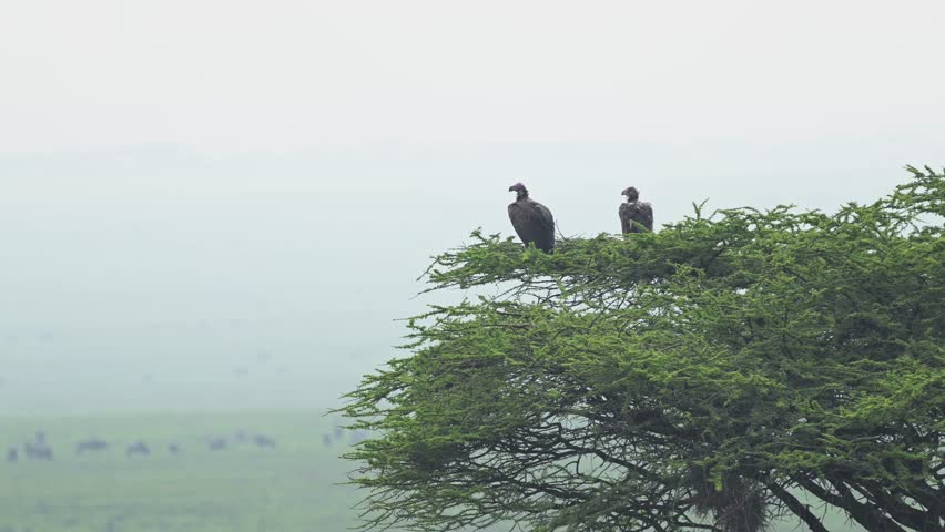 Vultures in a Tree in Africa in Serengeti National Park in Tanzania, Looking Out from Tree Top Over Misty African Savanna and Plains Landscape Scenery on African Wildlife Safari Animals Game Drive