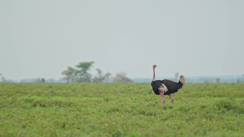 Male Ostrich in Africa in Serengeti National Park in Tanzania, Ostriches on African Wildlife Safari Animals Game Drive, Walking in Green Plains Scenery