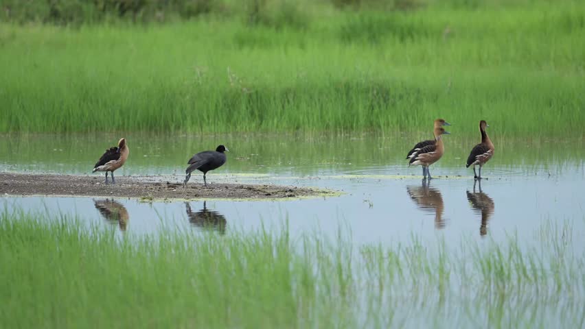 African Birds and Ducks on Africa Lake in Serengeti National Park, Birdlife in Tanzania, Bird in Africa on African Wildlife and Nature Safari, Fulvous Whistling Duck on Water in a Lake in Wetlands