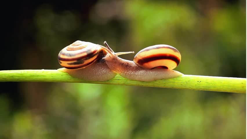 a macro shot of two snails crawling on a green stem. a glimpse into the slow life of garden snails.