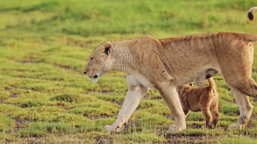 Funny Animals Shot of Lion and Cub in Tanzania in Serengeti National Park in Africa, Pride of Lions Playing and Walking in Beautiful African Scenery Landscape, African Wildlife Animals Safari