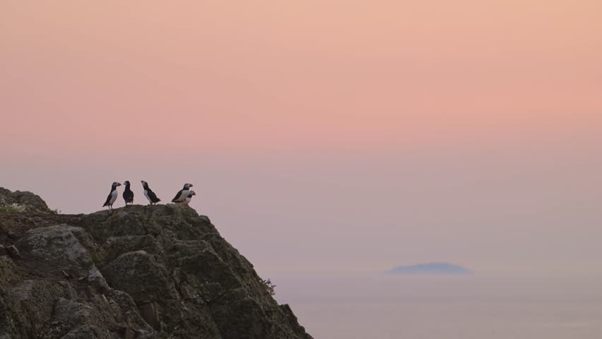 Puffins on Coast with Orange Sunrise Sky on Coast, Large Group of Atlantic Puffins Colony In Flight and Perching, Perched on Rocks, Taking Off with Beautiful Orange Sunrise, UK Seabirds and Birds