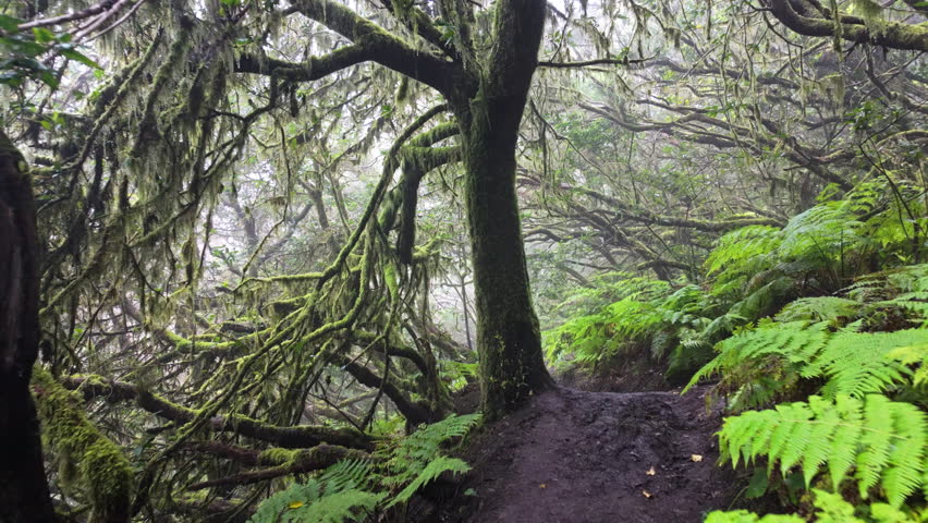 Mystical forest path in Parque Rural de Anaga, vibrant greenery, serene