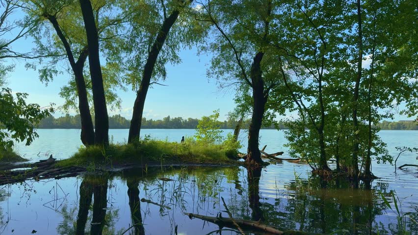 Beautiful 4K video footage of a tranquil lake shore where trees grow directly in the shallow, calm water. The dark water reflects the lush summer foliage and blue sky.