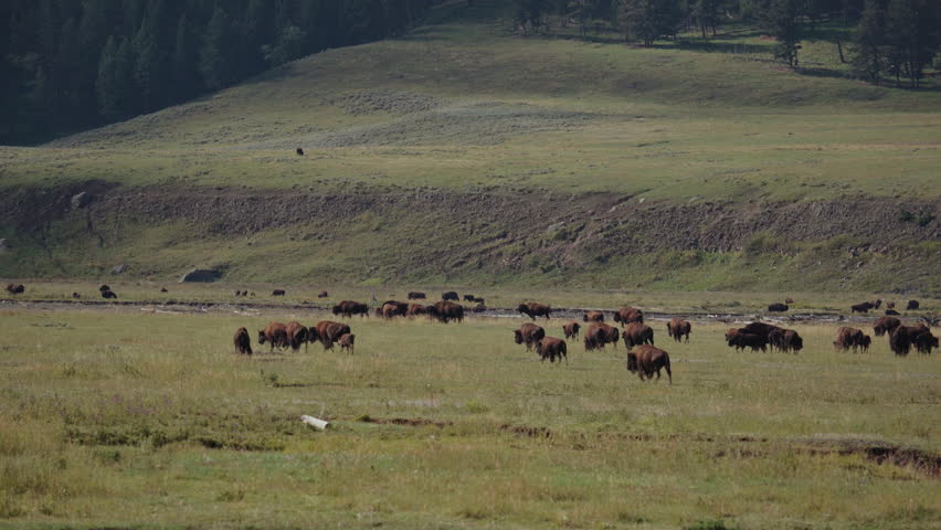 Yellowstone Bison Herd in Lamar Valley