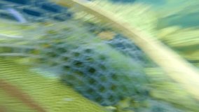 Flyfishing trout catch and release  - Powered by Shutterstock - Get 15% off with code: PIKWIZARD15