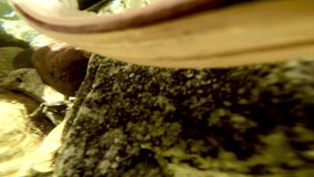 Trout fishing catch and release video - Powered by Shutterstock - Get 15% off with code: PIKWIZARD15