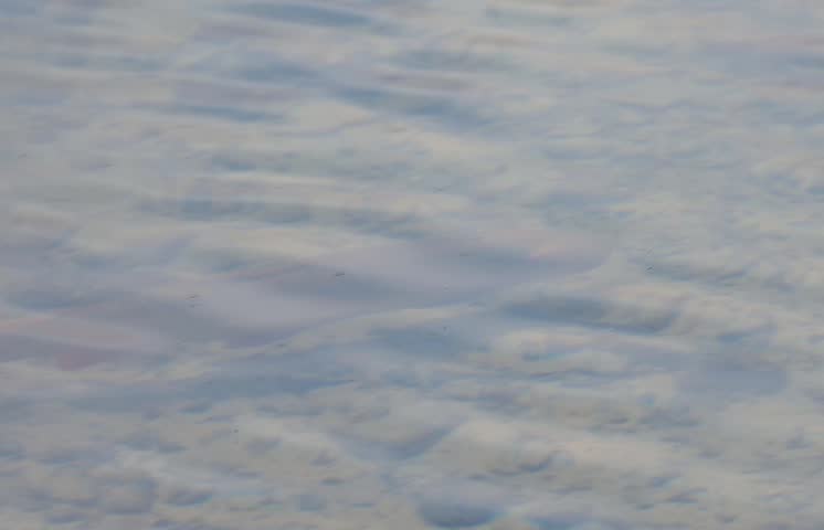 Mountain cutthroat trout eating an insect 